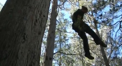 Mulher passa 451 dias em árvore a 60 metros para protestar contra desmatamento