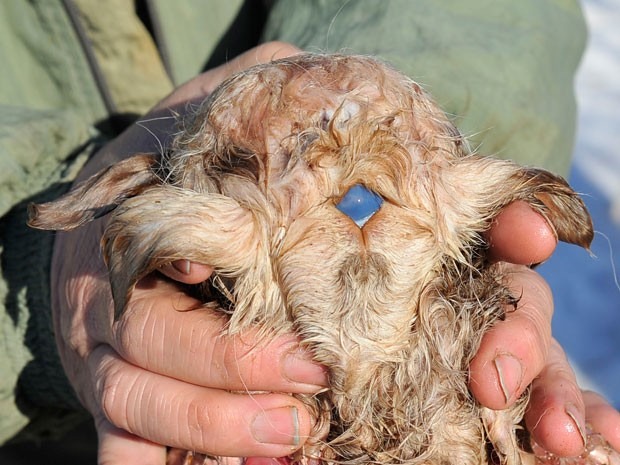 Cordeiro nasce com 3 olhos, 4 orelhas e 8 patas