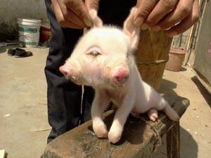 Nasce na China porco com dois focinhos, três olhos em uma única cabeça