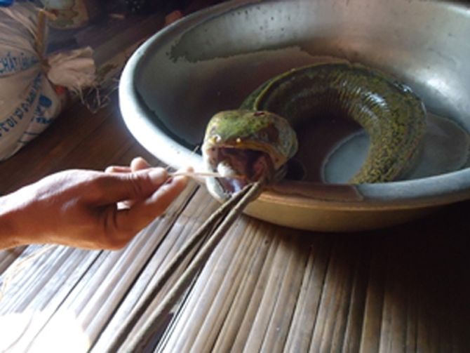 Peixe misterioso é encontrado no Vietnã