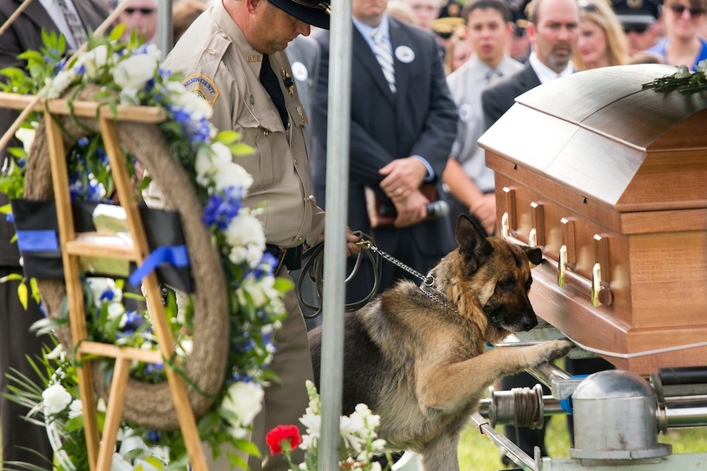 Comovente: foto mostra cão policial se despedindo de seu parceiro no caixão