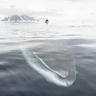 Susto: baleia gigante passa a poucos metros de caiaque na Antártica