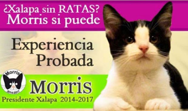Gato é lançado como candidato a prefeito no México