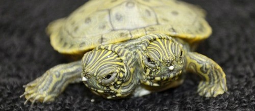 Tartaruga de duas cabeças nasce em zoológico no Texas