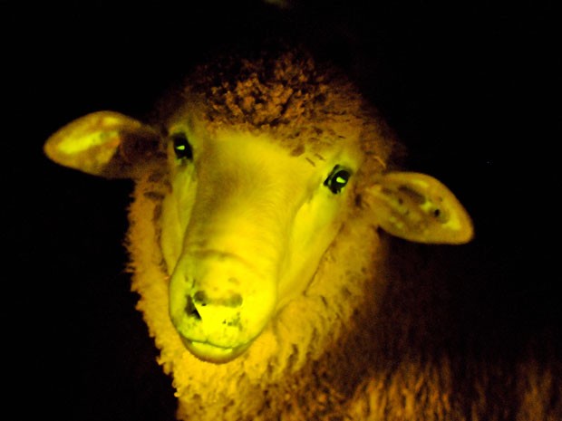 Ovelha geneticamente modificada nasce fluorescente