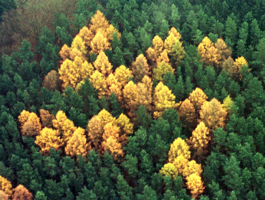 O mistério da cruz suástica em floresta alemã